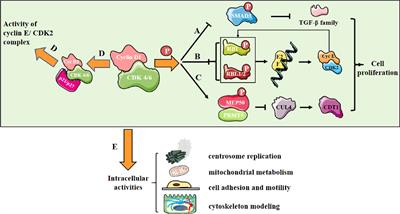 Degradation strategy of cyclin D1 in cancer cells and the potential clinical application